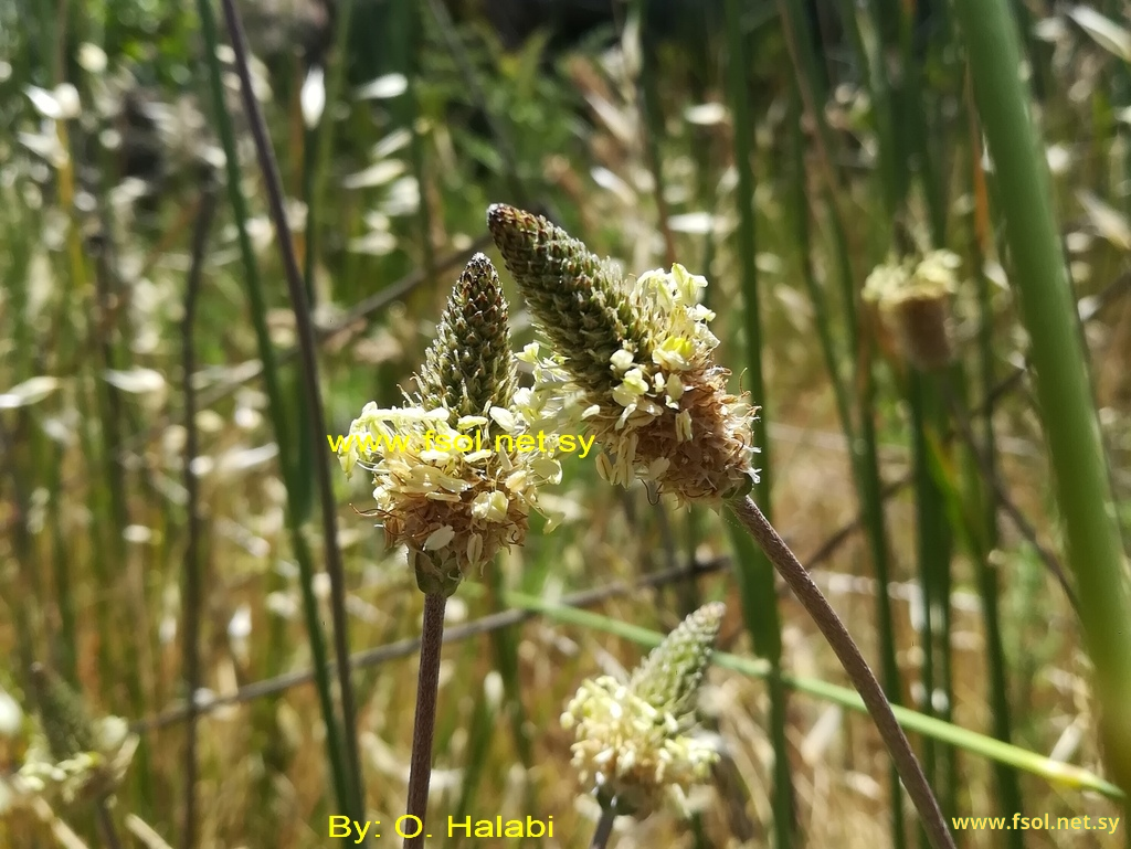 Plantago lanceolata L